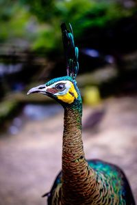 Close-up of peacock