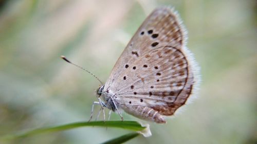 Close-up of butterfly