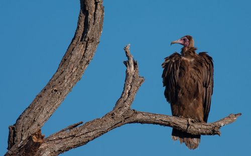 Low angle view of hooded vulture perching on dead branch against clear sky