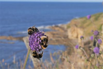 Bees and wild flowers in north scotland