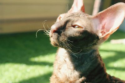 Ina the cornish rex 