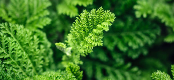 Close-up of fresh green leaves