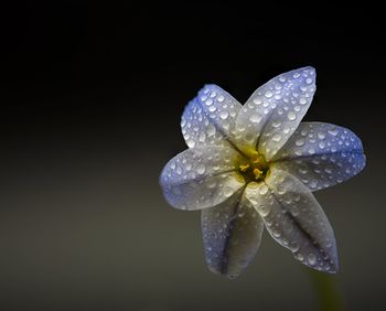 Close-up of wet flower on black background