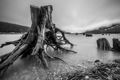 Dry stump with roots in shallow water