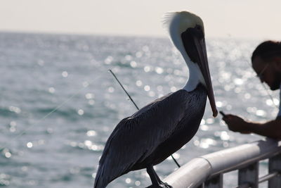 Close-up of a bird against the sea