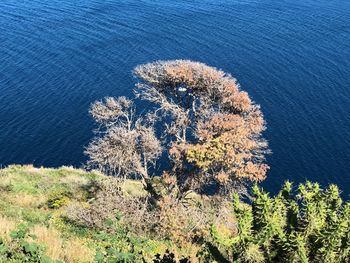 High angle view of plant on beach