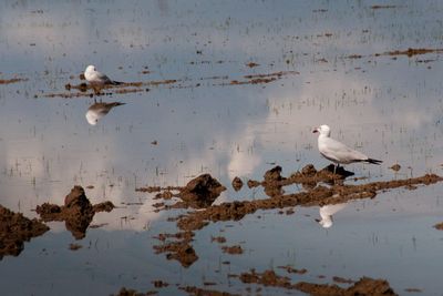 Seagulls perching on a lake