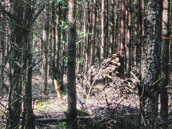 Trees in forest