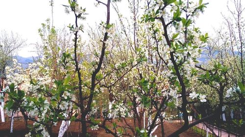 View of blooming tree