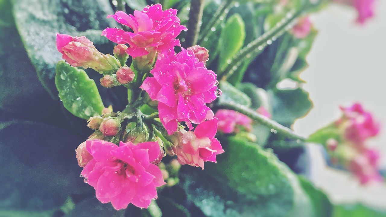 growth, beauty in nature, flower, pink color, fragility, nature, green color, plant, freshness, outdoors, no people, leaf, day, petal, close-up, focus on foreground, flower head, lantana camara, blooming