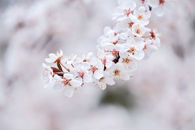 Close-up of cherry blossom