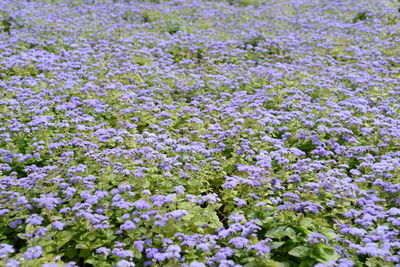 Close-up of purple flowering plants on field