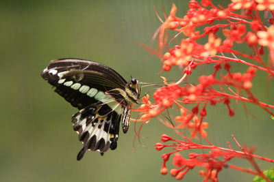 Close-up of butterfly pollinating on flower