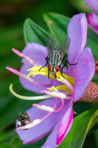 Close-up of insect on pink flower