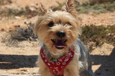 Close-up of yorkshire terrier standing on field