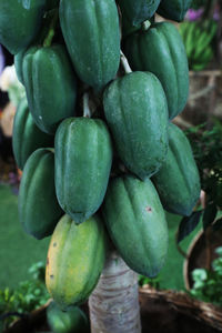 Close-up of fruits in market