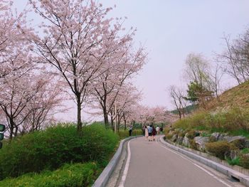 Road amidst trees and plants in city against sky