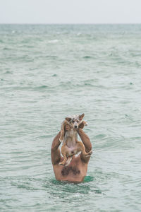 View of crab swimming in sea