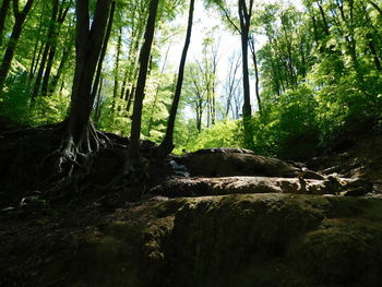 Trees in forest