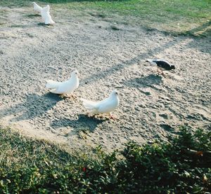 High angle view of seagulls on field