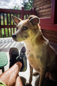 Close-up of dog looking at camera