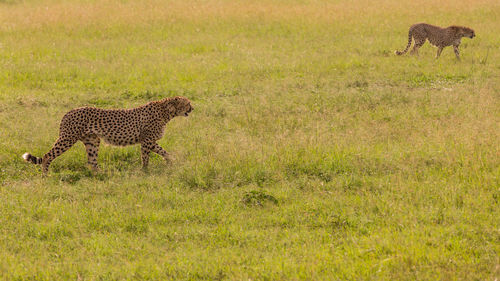 Full length of a cat on field