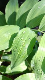 Close-up of raindrops on leaves