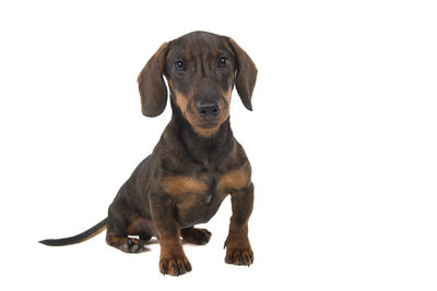 Portrait of dog sitting against white background