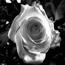 Close-up of rose flower