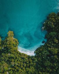 High angle view of sea and trees