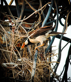 Close-up of bird perching on nest