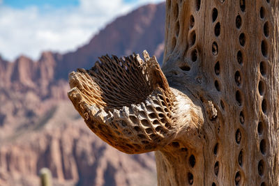 Close-up of tree trunk outdoors