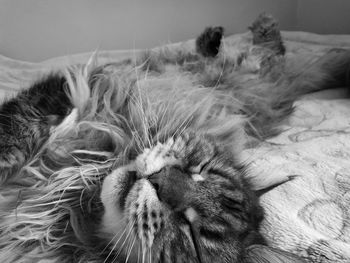 Close-up of cat sleeping on bed