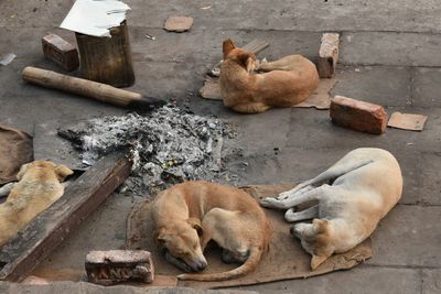 Street dogs in varanasi