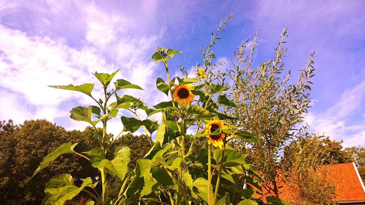 LOW ANGLE VIEW OF FLOWERS GROWING IN PARK