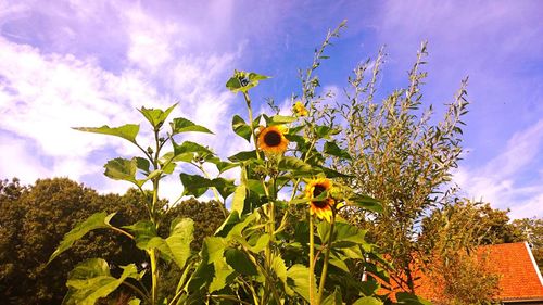 Low angle view of flowers against sky