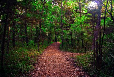 Trees in forest