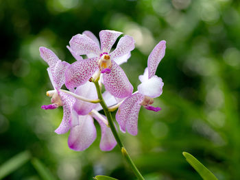 Aranda chao praya beauty in singapore orchid garden