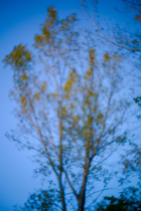 Low angle view of tree against blue sky