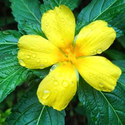 Close-up of wet yellow flower blooming outdoors