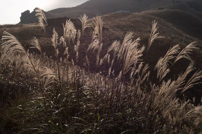 Plants growing on field