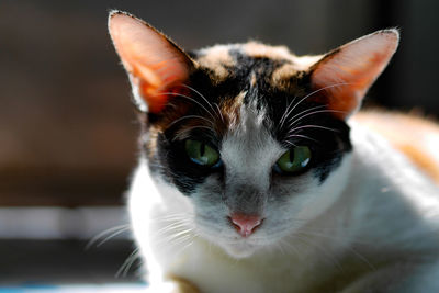 Close-up portrait of a cat