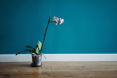 Close-up of potted plant on hardwood floor against blue wall
