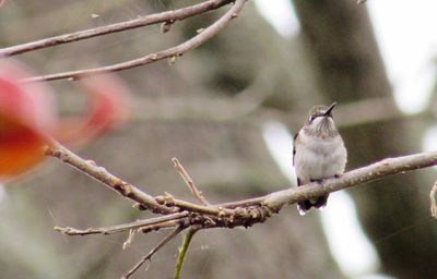 Close-up of bird perching on branch