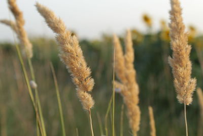 Close-up of stalks in field against sky