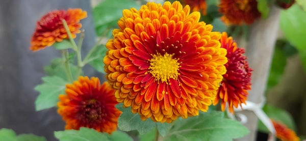 Close-up of fresh orange marigold flower