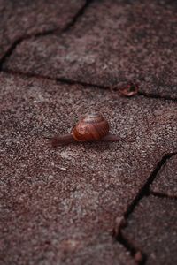 Close-up of snail