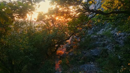 Sun shining through trees