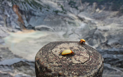 Close-up of bugs on wooden post 