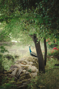 Bird on stone wall